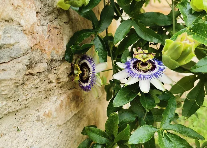 Majordoms - Blanc De